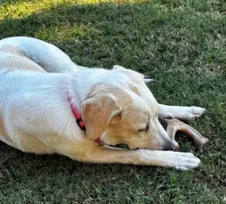 Penny