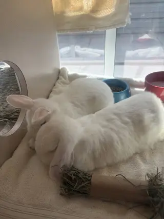 Lucky