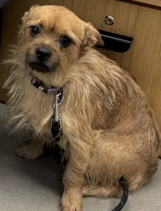 Rufus