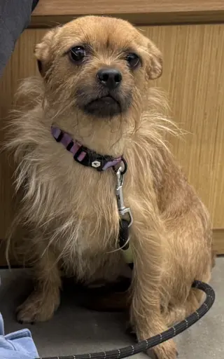 Rufus