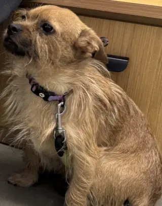 Rufus