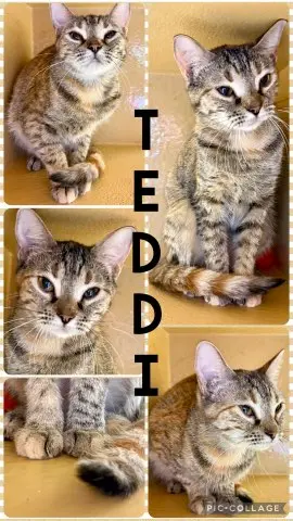 TEDDI