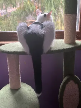 Poekie