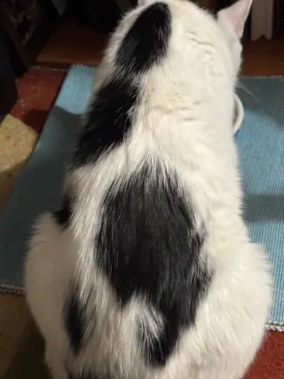 Poekie