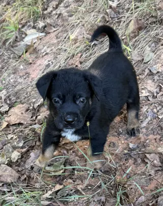 Gaston