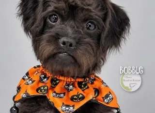 Bobble