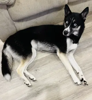 Dascha