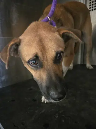 Roy Kent