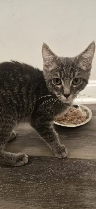 Milo