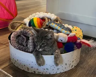 Milo