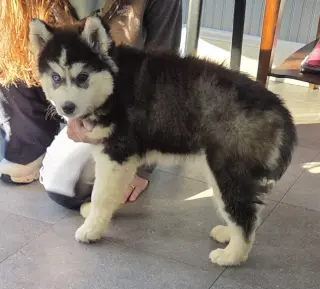 Husky