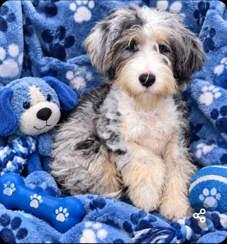 MINI BERNADOODLE