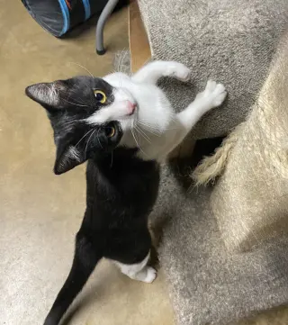 Melvin