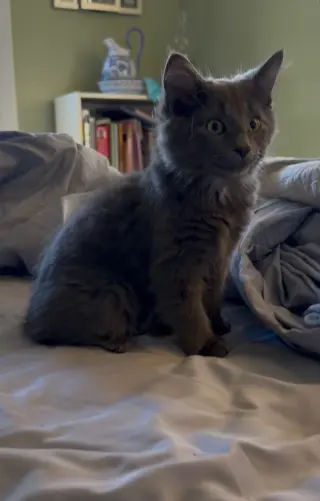 Nelson