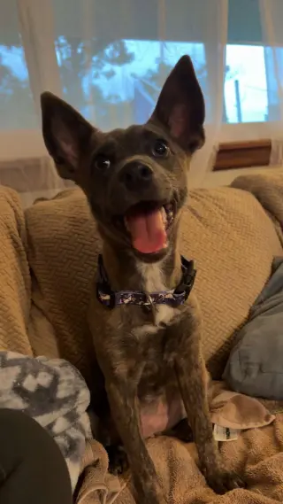 Maybel