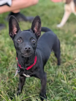Chili the Chi
