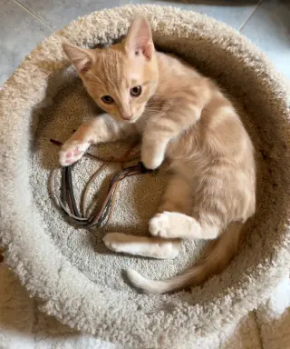 Chai Tea ( JJ)