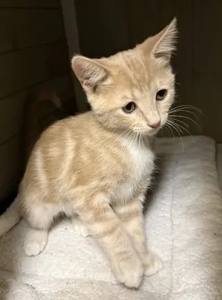 Chai Tea ( JJ)