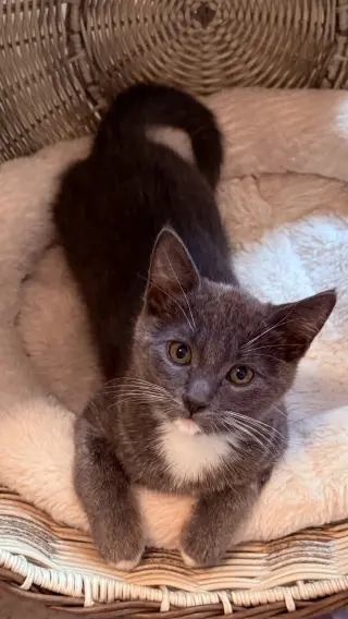 Earl Grey ( JJ)