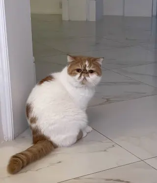 Teddy