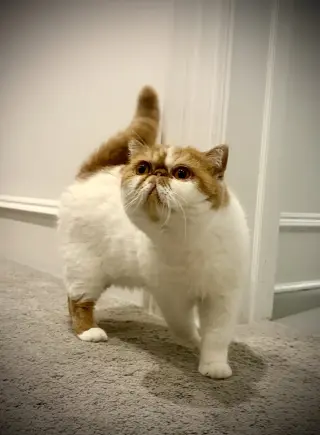 Teddy