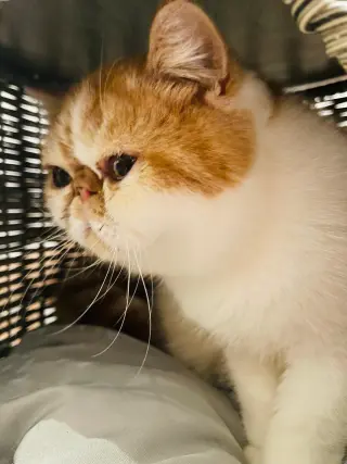 Teddy