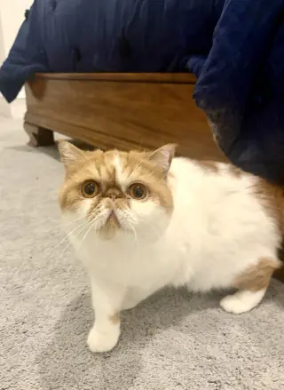 Teddy