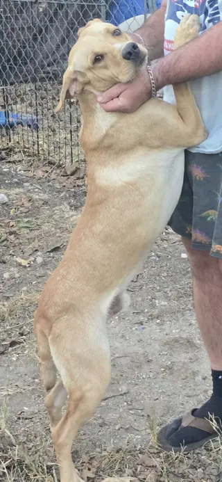 Joe