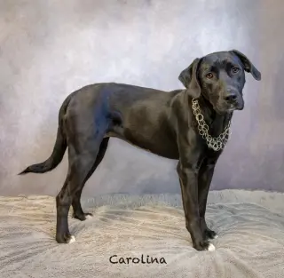 Carolina