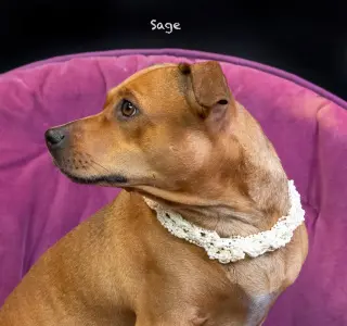 Sage