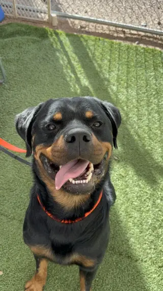 Zeke