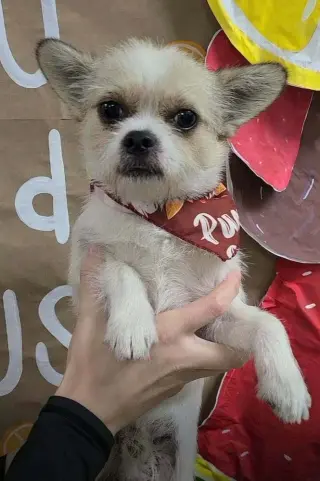Oliver (AL)