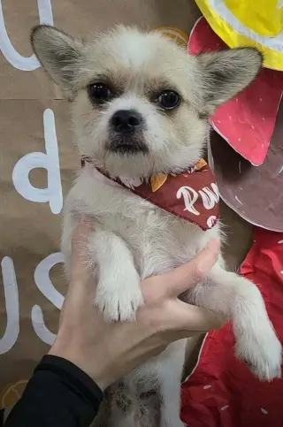 Oliver (AL)