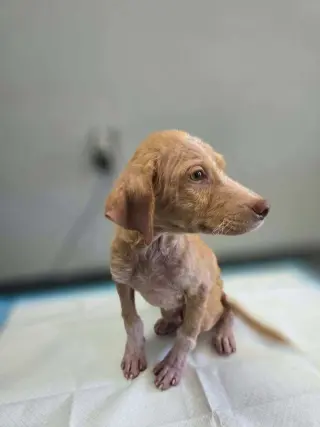 Cooper (AL)