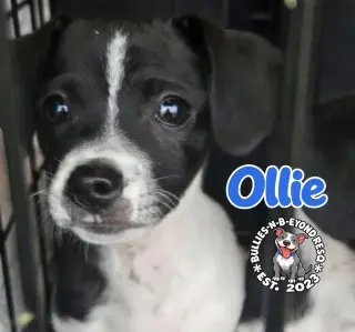 Ollie