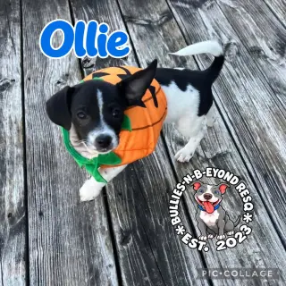 Ollie