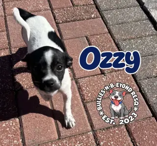 Ozzy