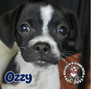 Ozzy
