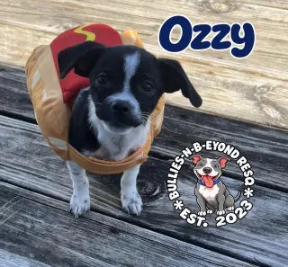 Ozzy