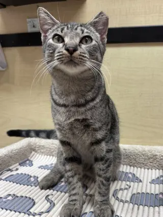 Apollo