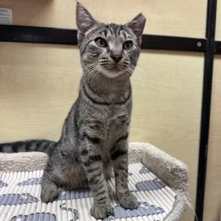 Apollo