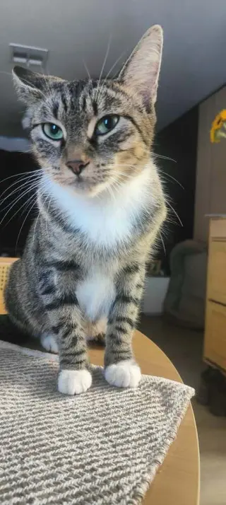 Sweetie Pie