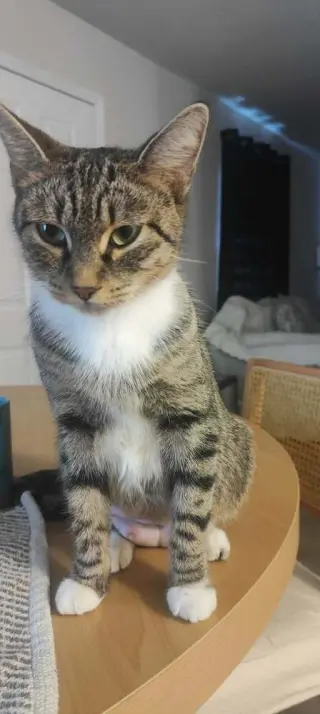 Sweetie Pie