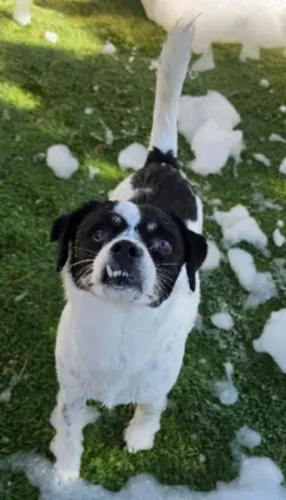 Snaggle