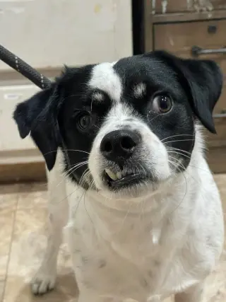 Snaggle