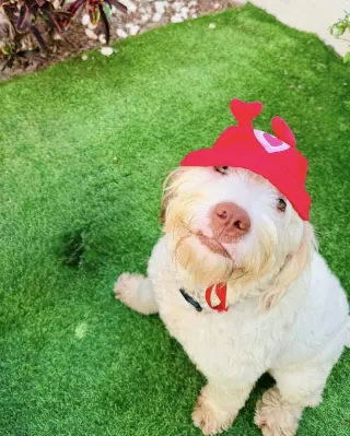 Polly