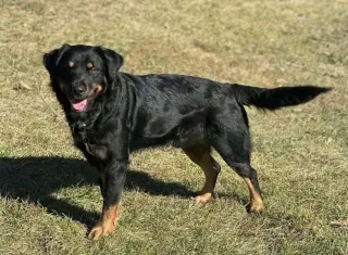Gator