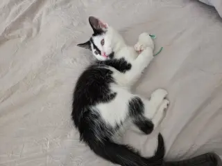 Rosie