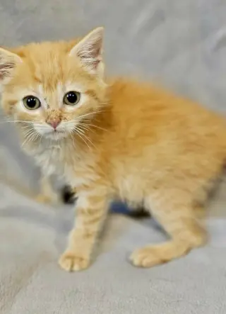 Pip