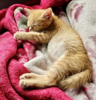 Pip